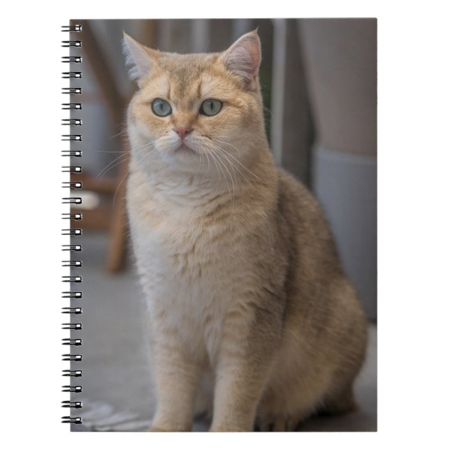 British Shorthair, cat breed, cat Notebook (Front)
