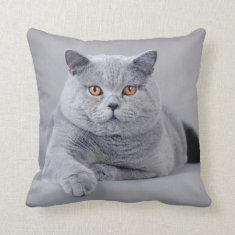 British shorthair cat cushion