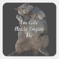 British Shorthair Cat Kitty on Back Apology Card