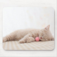 British Shorthair Cat