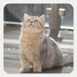 British shorthair, Cat, Pet Square Sticker