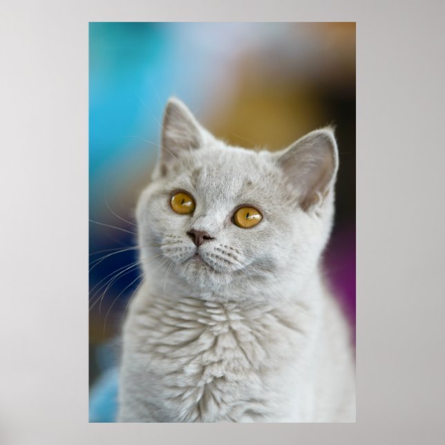 British Shorthair Cat Poster (Front)