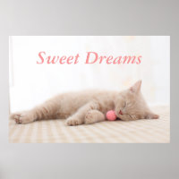 British Shorthair Cat