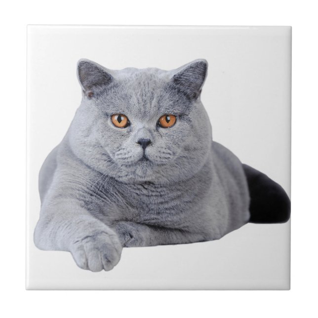 British shorthair cat tile (Front)