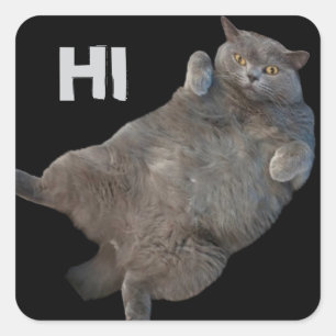 British Shorthair Fat Cat Laying on Back Square Sticker