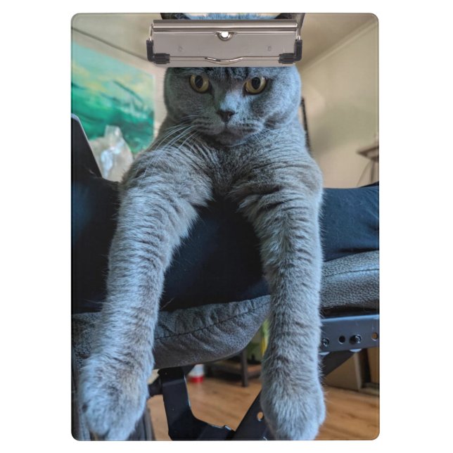 British Shorthair Grey Cat Kitty Laying Hanging  Clipboard (Front)