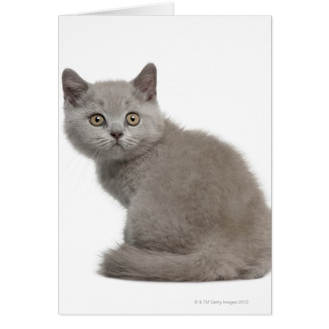 British Shorthair Kitten (10 weeks old) (Front)