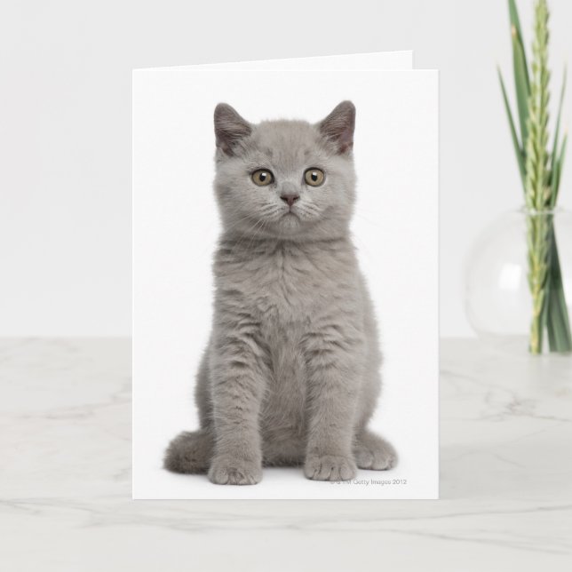 British Shorthair Kitten (10 weeks old) 2 Card (Front)