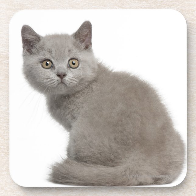 British Shorthair Kitten (10 weeks old) Coaster (Front)