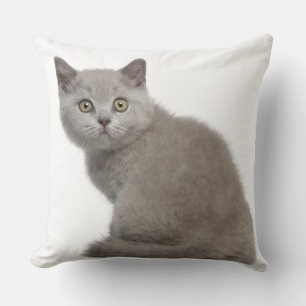 British Shorthair Kitten (10 weeks old) Cushion