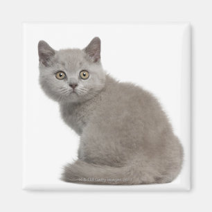 British Shorthair Kitten (10 weeks old) Magnet