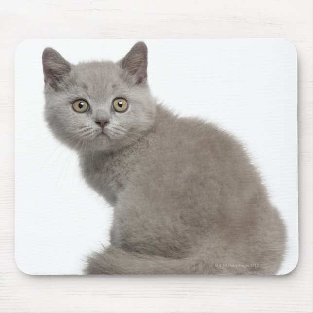 British Shorthair Kitten (10 weeks old) Mouse Pad (Front)