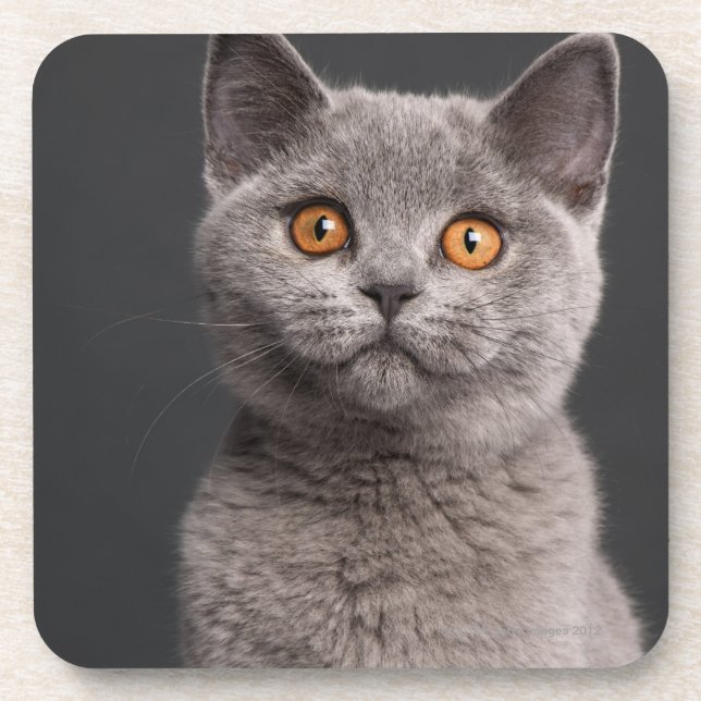 British Shorthair kitten (3 months old) Coaster (Front)
