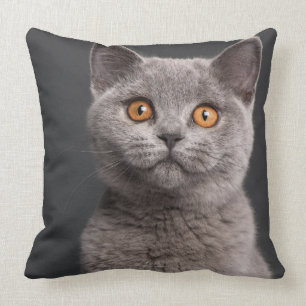 British Shorthair kitten (3 months old) Cushion