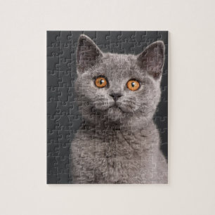 British Shorthair kitten (3 months old) Jigsaw Puzzle