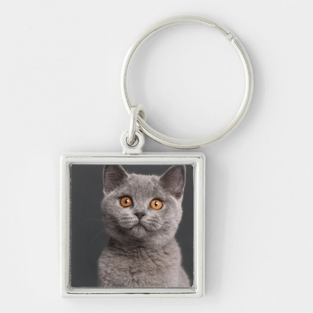 British Shorthair kitten (3 months old) Key Ring (Front)
