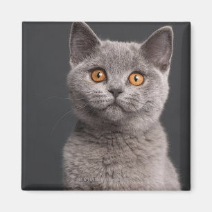British Shorthair kitten (3 months old) Magnet
