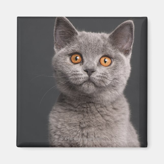 British Shorthair kitten (3 months old) Magnet (Front)