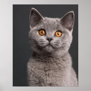 British Shorthair kitten (3 months old) Poster