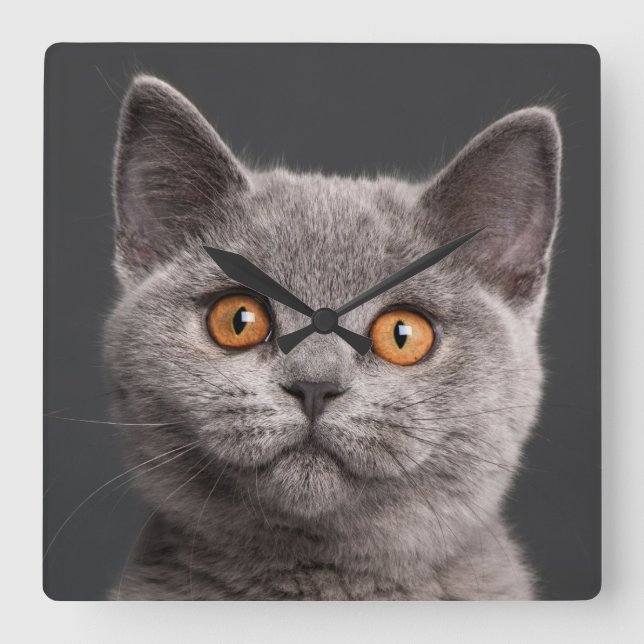 British Shorthair kitten (3 months old) Square Wall Clock (Front)