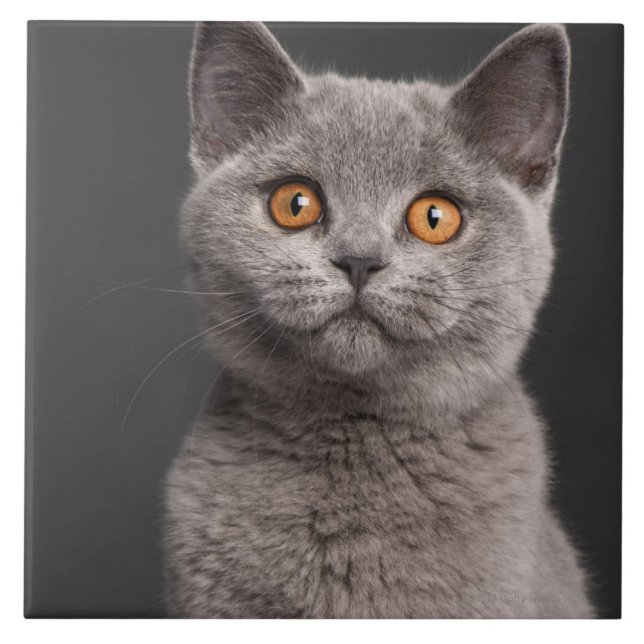 British Shorthair kitten (3 months old) Tile (Front)