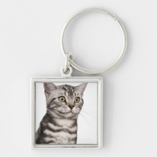 British Shorthair kitten (4 months old) Key Ring