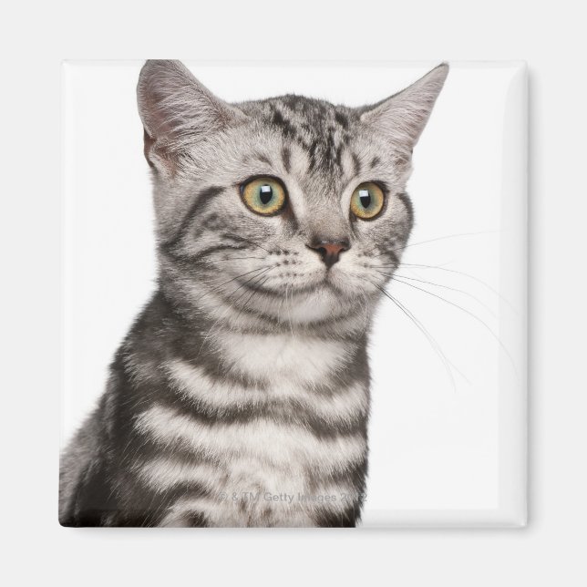 British Shorthair kitten (4 months old) Magnet (Front)