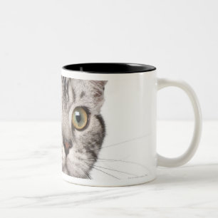 British Shorthair kitten (4 months old) Two-Tone Coffee Mug