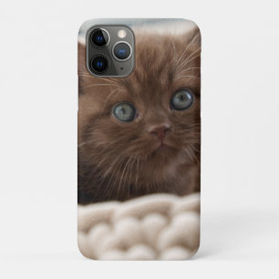 British shorthair, Kitten, Cat iPhone 11 Pro Case