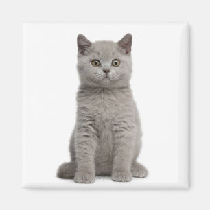 British Shorthair Kitten Magnet