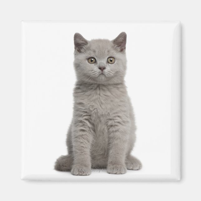 British Shorthair Kitten Magnet (Front)