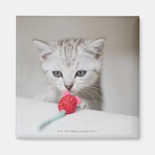 British shorthair kitten smelling toy mouse magnet