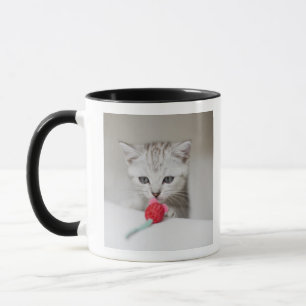 British shorthair kitten smelling toy mouse mug