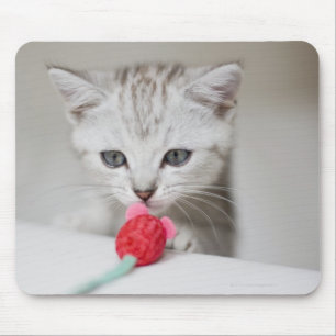 British shorthair kitten smelling toy mouse pad