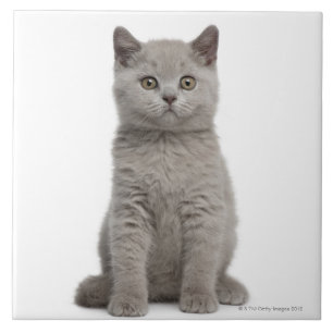 British Shorthair Kitten Tile