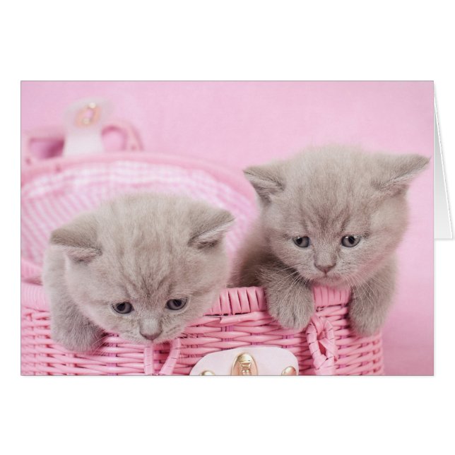 British shorthair kittens (Front Horizontal)