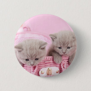 British shorthair kittens 6 cm round badge