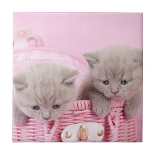 British shorthair kittens ceramic tile