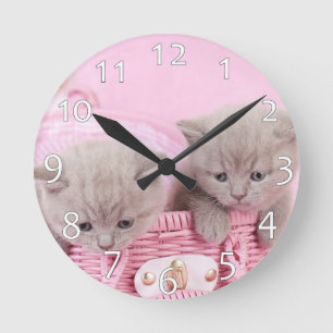 British shorthair kittens round clock