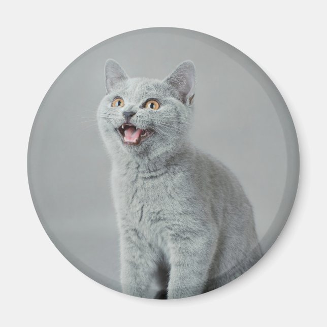 British shorthair kitty magnet (Front)