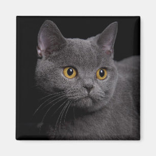 British Shorthair Magnet