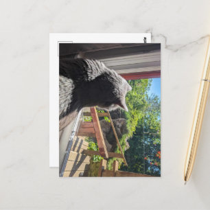 British Shorthair Reflection in Window Photo Postcard