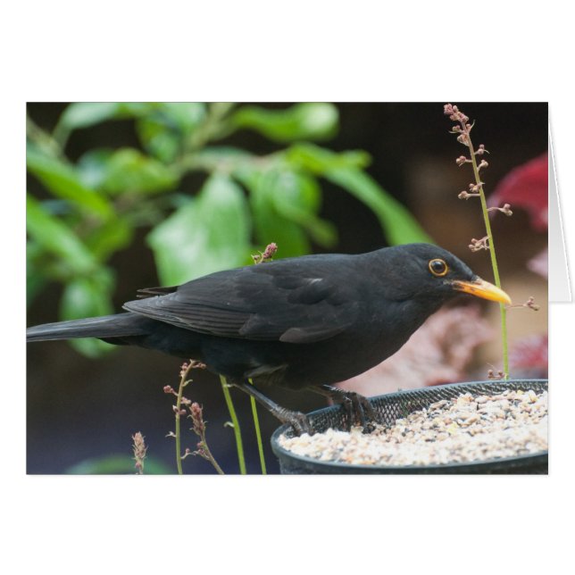 British Songbirds: male blackbird (Front Horizontal)