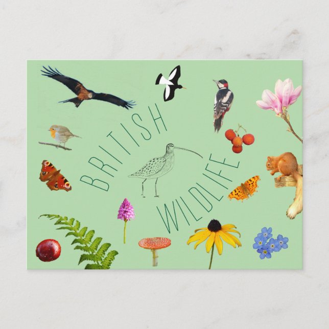 British Wildlife Postcard (Front)