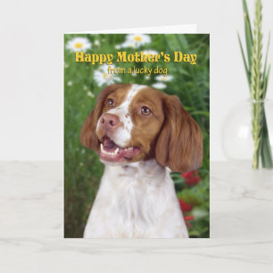 Brittany Mother's Day Card