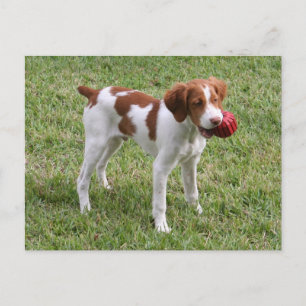 Brittany Pup "Rusty" Postcard