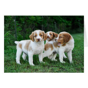 Brittany puppies