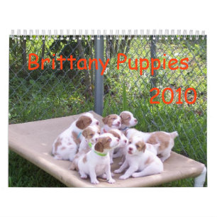 Brittany Puppies 2010 Calendar