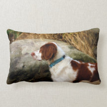 Brittany Spaniel - Copper