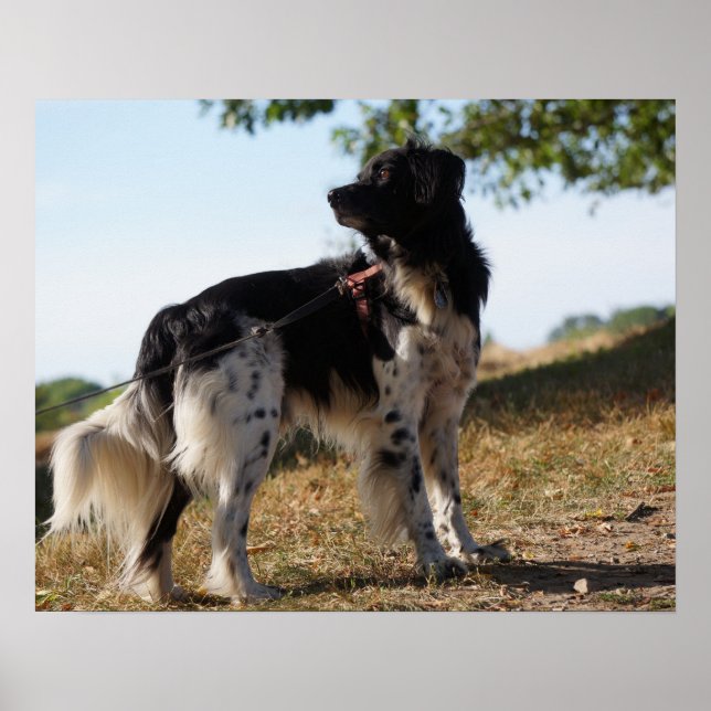 Brittany Spaniel Dog Poster (Front)